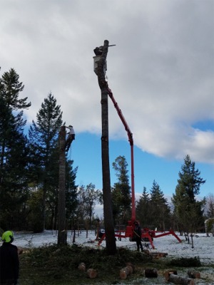 Gig Harbor Tree Removal Services