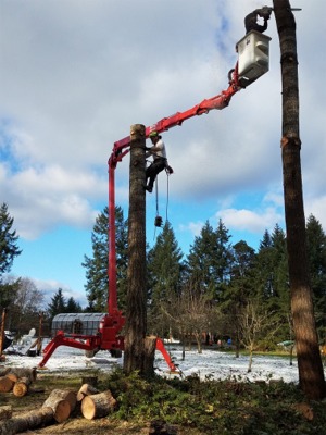 Gig Harbor Tree Removal Photos