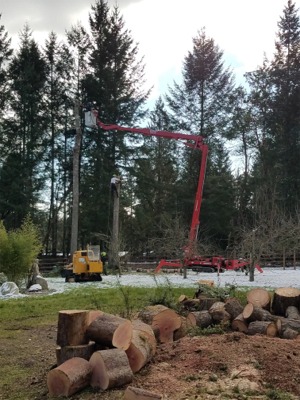 Gig Harbor Tree Removal Photos