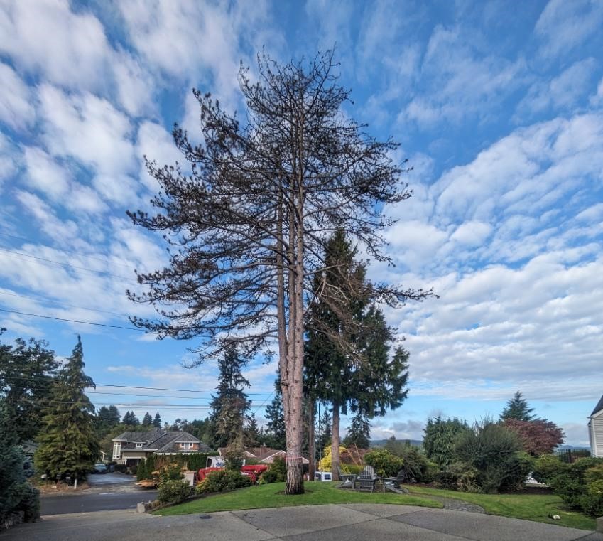 Gig Harbor Tree Removal Photos