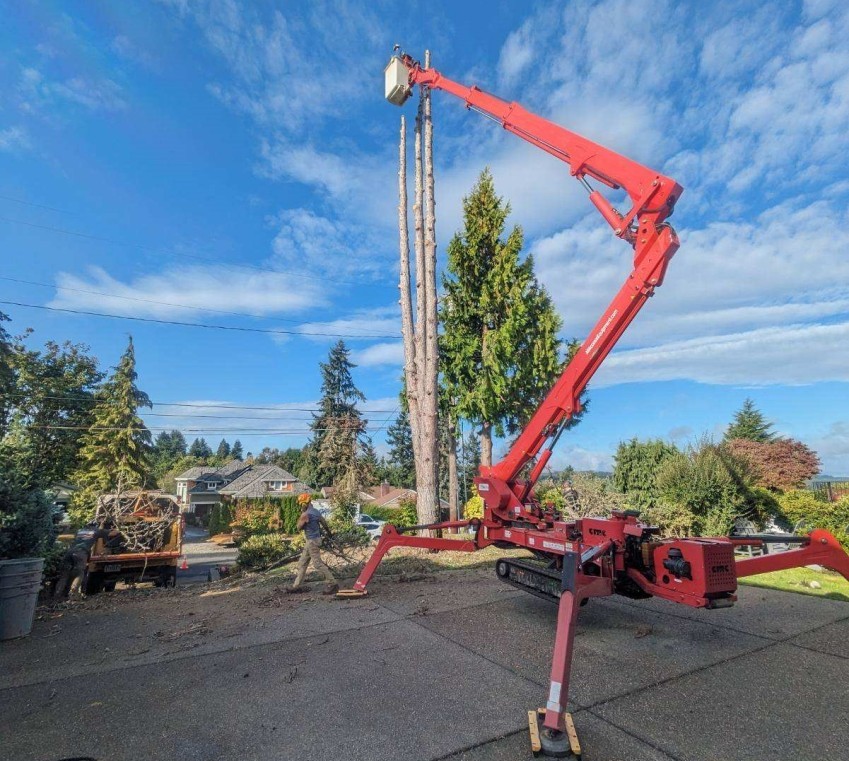 Gig Harbor Tree Removal Photos