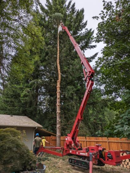 Gig Harbor Ponderosa Pine Tree Removal