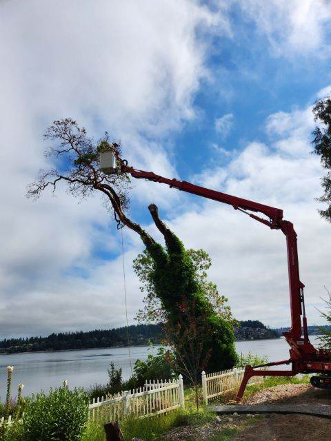 Difficult, High Level Madrona Tree Removal