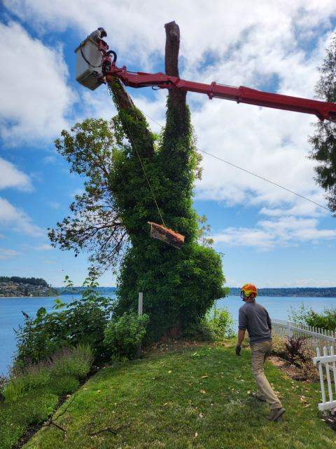 Difficult, High Level Madrona Tree Removal