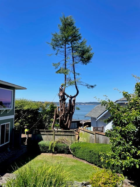 Gig Harbor Overgrown Ornamental Tree Removal