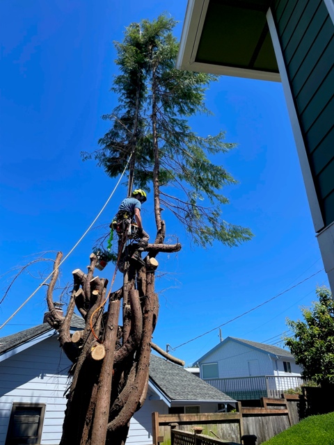 Gig Harbor Overgrown Ornamental Tree Removal