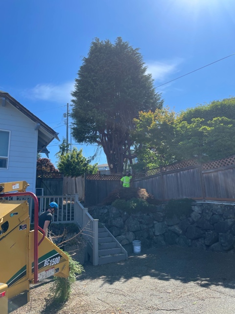 Gig Harbor Overgrown Ornamental Tree Removal