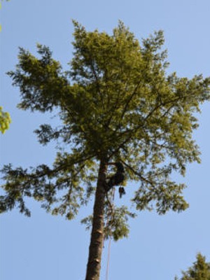 Gig Harbor Tree Removal Services